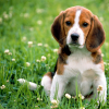 Beagle fields forever
