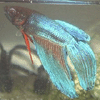 Betta fish2