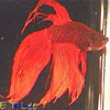 Betta fish3