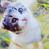 Cat in the grass