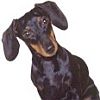 Dachsund