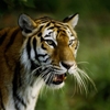 Easy tiger