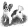Papillon In Black  White
