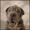 Sharpei wearing a tiara