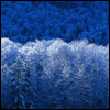 Blue forest