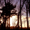 Forest6