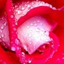 Wet Flower