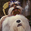 Labyrinth