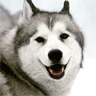 Maya the sled dog