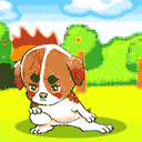 animal71