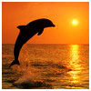 animal8