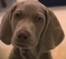 Weimaraner Puppy