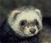AFuzZyFeRrEt