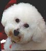 Pepito