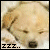 Sleepy puppy