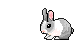 Sweet bunny