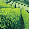 Tea plantation