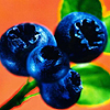 Blueberries3