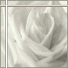 Ghost of a Rose