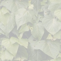 flowers pattern 016