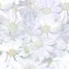 Nice background pattern 215