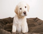 Animals wallpaper 036