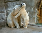 Animals wallpaper 050