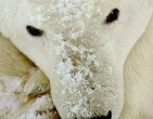 Animals wallpaper 053