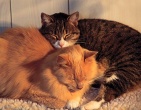 Animals wallpaper 062