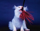 Animals wallpaper 063