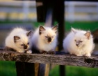 Animals wallpaper 068