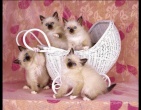 Animals wallpaper 069