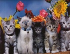 Animals wallpaper 070
