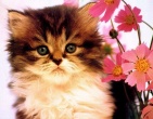 Animals wallpaper 071