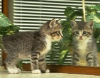 Animals wallpaper 076