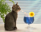 Animals wallpaper 081