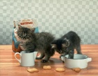 Animals wallpaper 082
