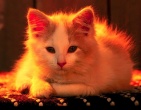 Animals wallpaper 090