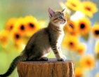 Animals wallpaper 091