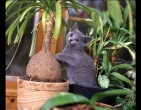 Animals wallpaper 094
