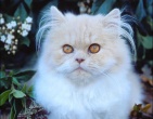 Animals wallpaper 100