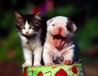 animals wallpaper 108