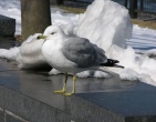 animals wallpaper 131