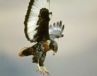 animals wallpaper 138
