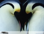 animals wallpaper 144