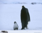 animals wallpaper 146