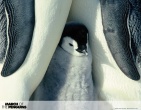 animals wallpaper 149