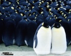 animals wallpaper 152