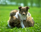 Animals wallpaper 192