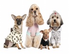 Animals wallpaper 211